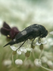 Variimorda villosa