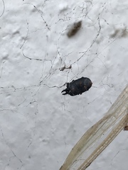 Hololepta