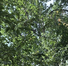 Turdus pilaris