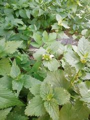 Lamium album
