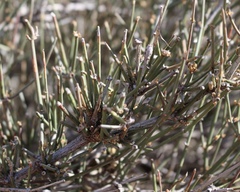 Ephedra trifurca