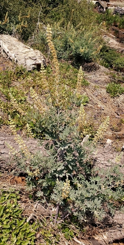 Elmer's lupine (Lupinus elmeri)
