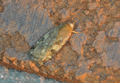 Cryptocala acadiensis