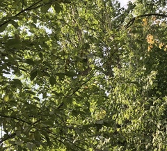Turdus pilaris