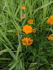 Trollius asiaticus