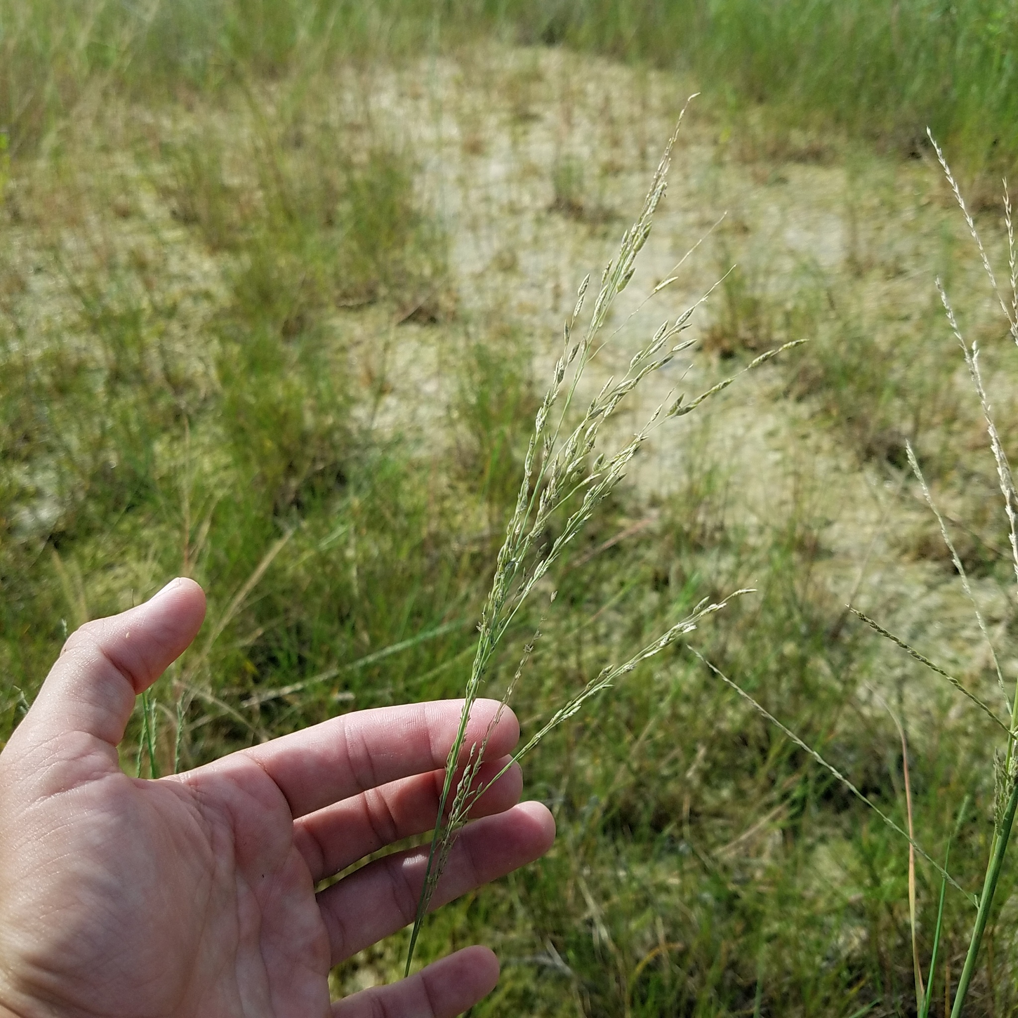 (c) Joe MDO, certains droits réservés (CC BY-NC) https://www.inaturalist.org/observations/88847177