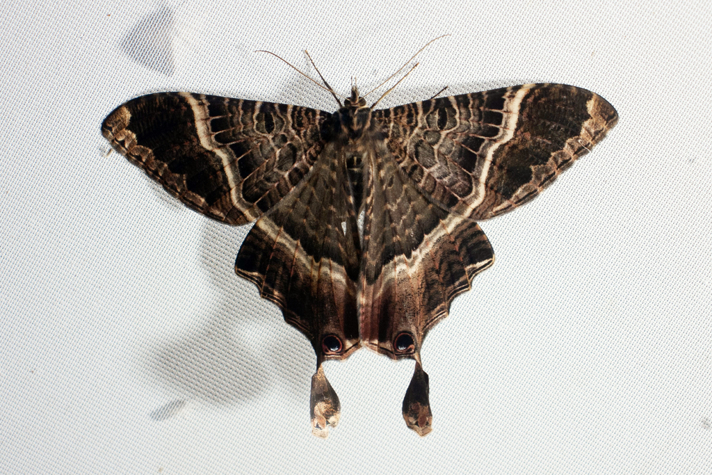 Mania aegisthus