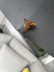 Volucella zonaria