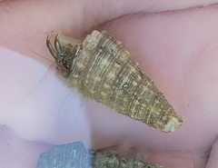 Clibanarius antillensis