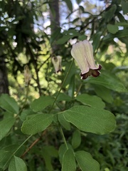 Clematis reticulata