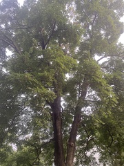 Gymnocladus dioicus