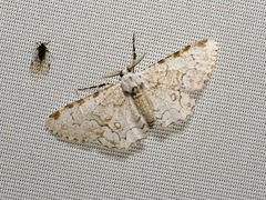 Thyrinteina arnobia