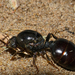 African Thief Ant - Photo (c) Bernard DUPONT, some rights reserved (CC BY-NC-SA)