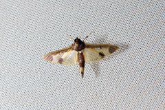 Eulepte