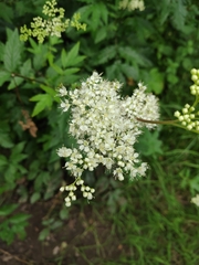 Filipendula ulmaria