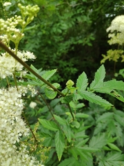 Filipendula ulmaria