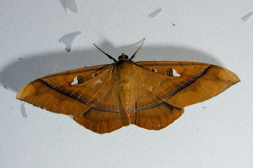 Teinoletis simoenta