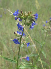 Anchusa gmelinii
