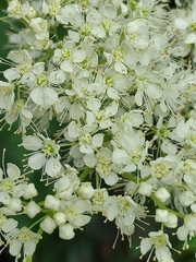 Filipendula ulmaria