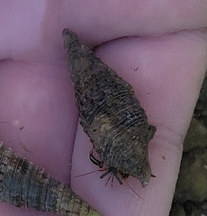 Clibanarius antillensis