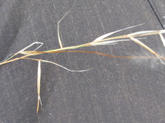 Stipa borysthenica