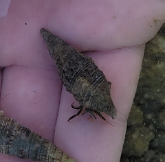 Clibanarius antillensis