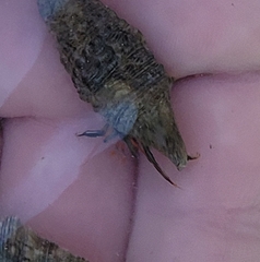 Clibanarius antillensis