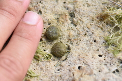 Sylvilagus palustris