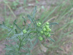 Jacobaea andrzejowskyi