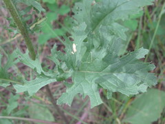 Jacobaea andrzejowskyi