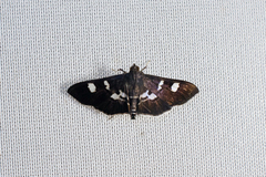 Desmia ufeus