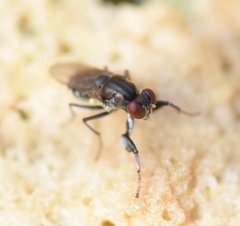 Ochthera tuberculata