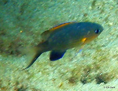 Pycnochromis vanderbilti