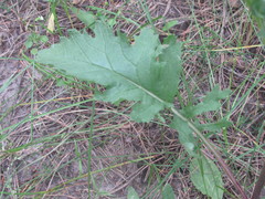 Jacobaea andrzejowskyi