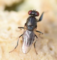 Ochthera tuberculata