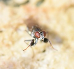 Ochthera tuberculata