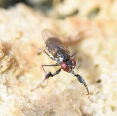 Ochthera tuberculata