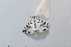 Conchylodes diphteralis