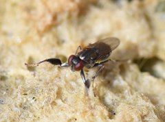 Ochthera tuberculata