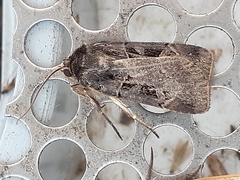 Pseudohermonassa tenuicula