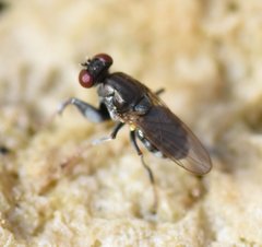 Ochthera tuberculata