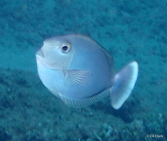 Naso brevirostris