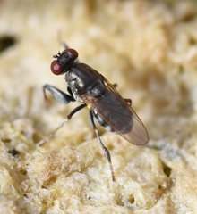 Ochthera tuberculata