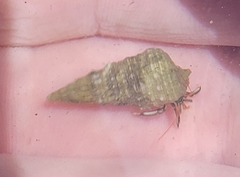 Clibanarius antillensis