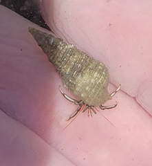 Clibanarius antillensis