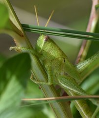 Schistocerca americana