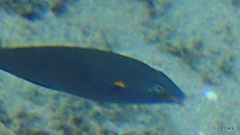 Stethojulis balteata