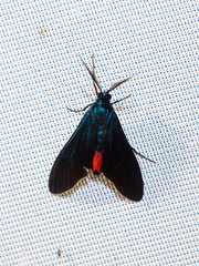 Antichloris quadricolor