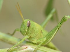 Schistocerca americana