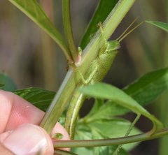 Schistocerca americana